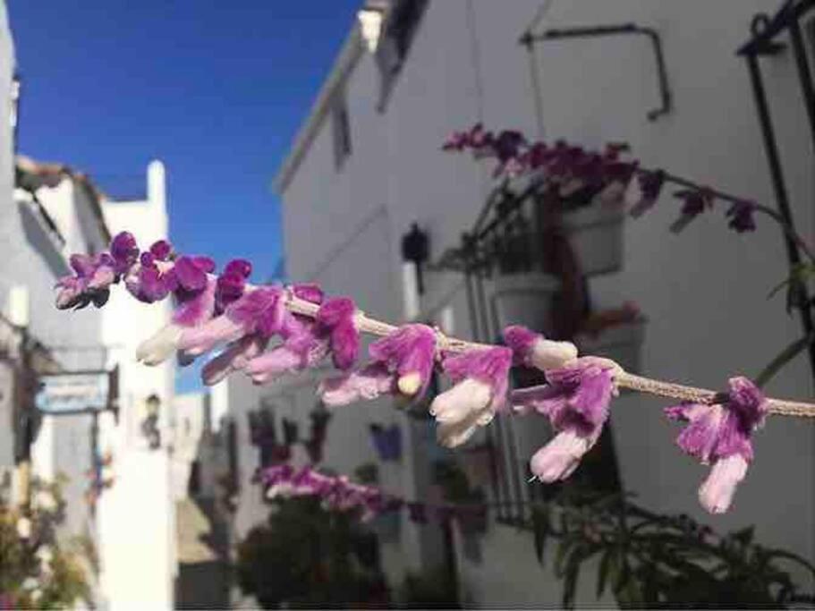 Casa Arena Y Sal En Pleno Casco Antiguo De Vejer Villa เวเฮร์ เด ลา ฟรอนเตรา ภายนอก รูปภาพ